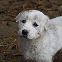 Středoasijský pastevecký pes bílé štěně