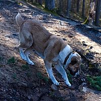 Středoasijský pastevecký pes procházka v lese