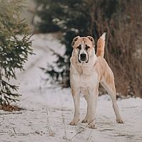 Středoasijský pastevecký pes procházka v zimě