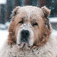 Středoasijský ovčák ve sněhu