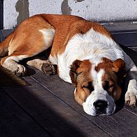 Středoasijský pastevecký pes spánek