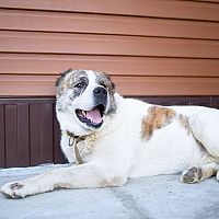 Středoasijský pastevecký pes velikost