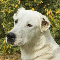 Bílý středoasijský pastevecký pes