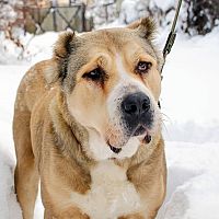 Středoasijský pastevecký pes ve sněhu