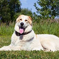 Středoasijský pastevecký pes v trávě