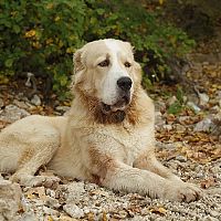 Středoasijský pastevecký pes vzhled