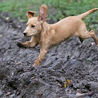 Labrador štěně v blátě