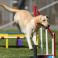 Labrador trénink