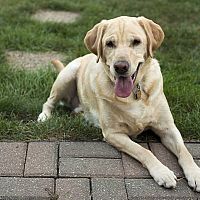 Labrador v zahradě