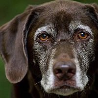 Labrador věk