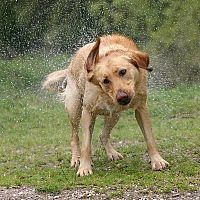 Labrador a voda