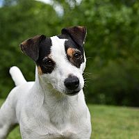 Jack Russell vzhled