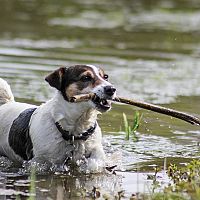 Jack Russell a voda