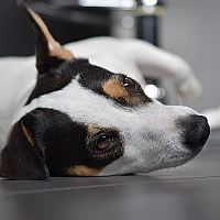 Jack Russell na podlaze