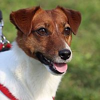 Jack Russell na vodítku