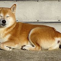 Shiba Inu spánek