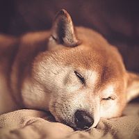 Shiba Inu spánek