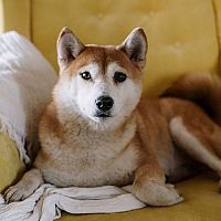 Shiba Inu s křesle