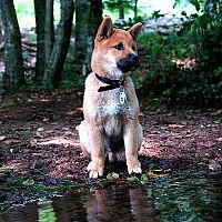 Shiba Inu v lese