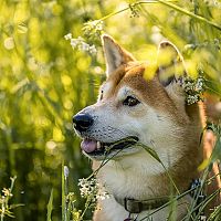 Shiba Inu v trávě