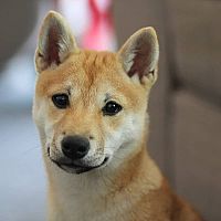 Shiba Inu vzhled