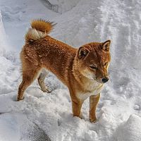 Shiba Inu a sníh