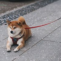 Shiba Inu na vodítku