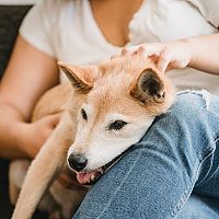 Shiba Inu povaha