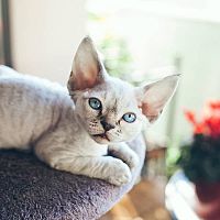 Devon Rex kotě