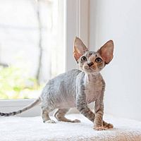 Devon Rex na okně