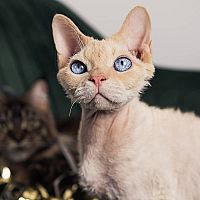 Devon Rex srst