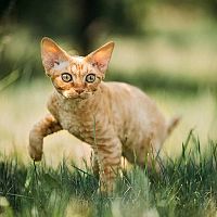 Devon Rex v trávě