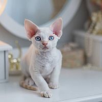 Bílá Devon Rex