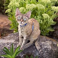 Devon Rex postroj