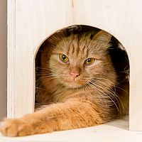 Dřevěný domeček pro kočku v interiéru