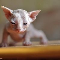 Sphynx kotě