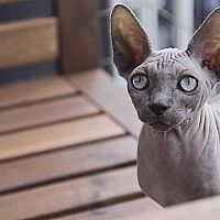 Kočka Sphynx