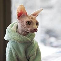 Sphynx v mikině