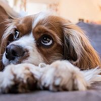 Cavalier King Charles Španěl na gauči