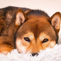 Shiba Inu srst